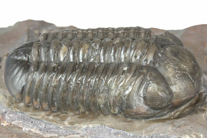 Colorful Austerops Trilobite Fossil - Jorf, Morocco #362855